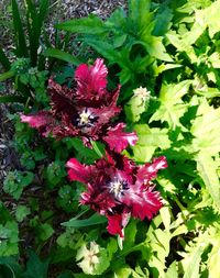 Close-up of flowers