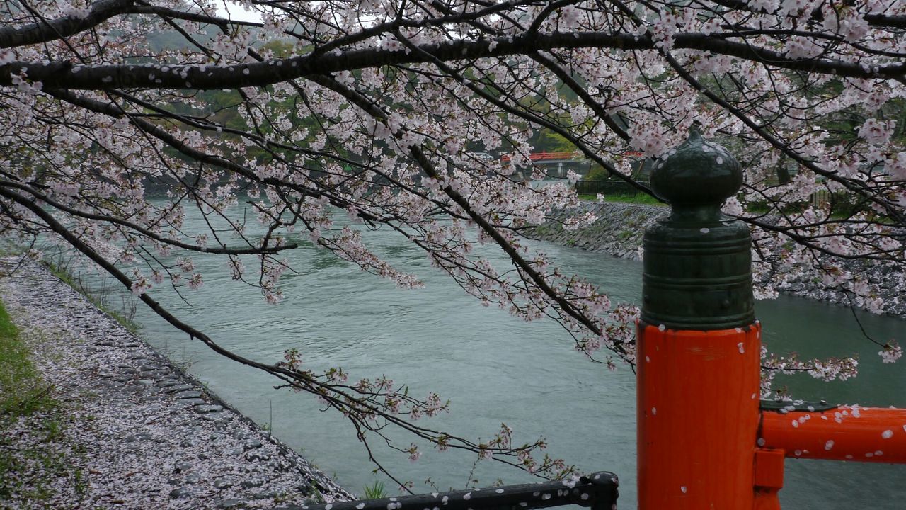 桜&宇治川