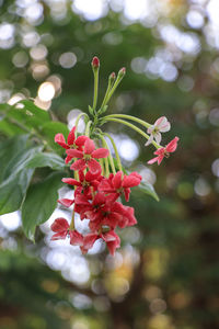 Close-up of red flowering plant