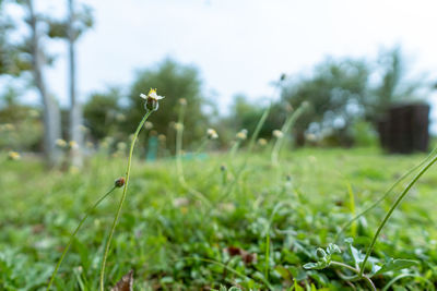 Close-up of flowering plant on land