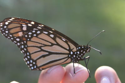 Cropped hand holding butterfly