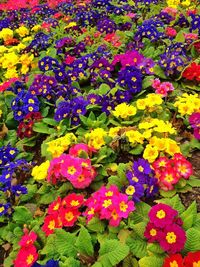 Colorful flowers blooming in field