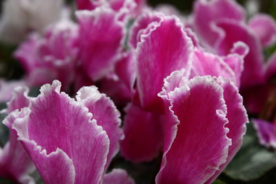 Close-up of pink flowers