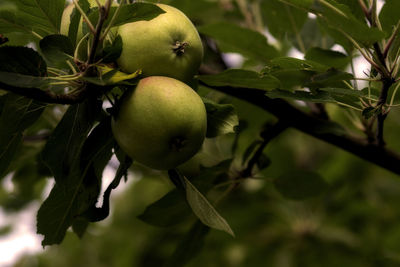 Close-up of fruit growing on tree