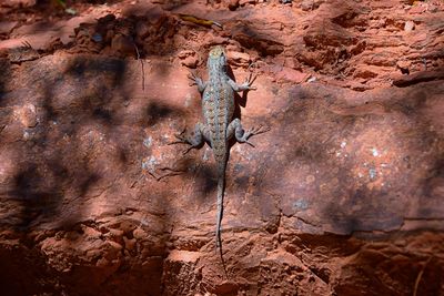 Close-up of lizard on rock