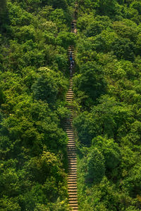 High angle view of trees in forest