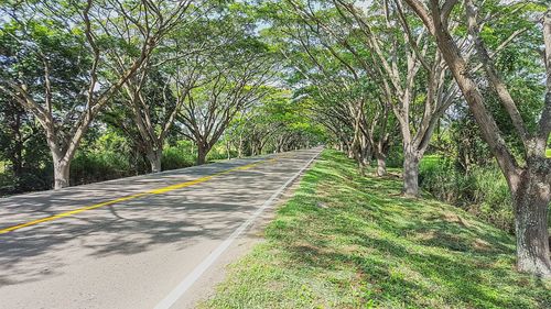 Empty road along trees