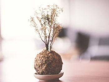 Figurine in potted plant in table