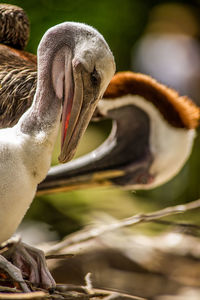 Close-up of pelican 