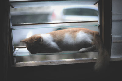 Close-up of cat sleeping on window