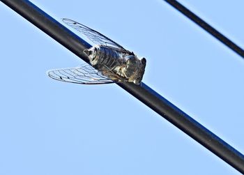Low angle view of butterfly on metal against blue sky