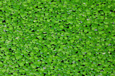 Full frame shot of green leaf