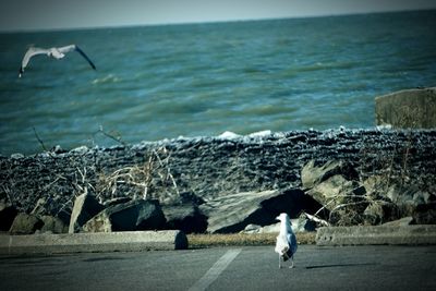 Woman standing on rock by sea against sky