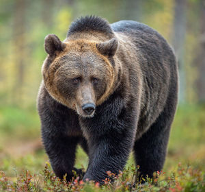 High angle view of an animal on field