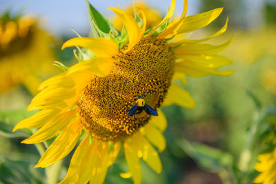 Close-up of bee on yellow flower