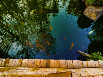 High angle view of koi carps swimming in lake