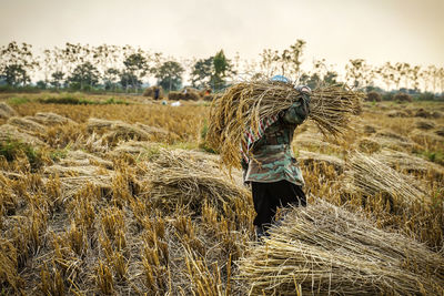 Hay bales on field