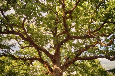 Low angle view of trees in forest against sky