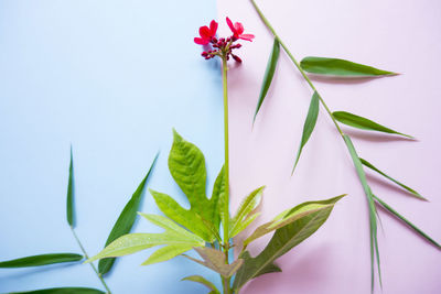 Close-up of green plant