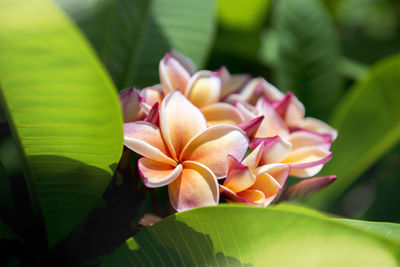 Close-up of lotus blooming outdoors