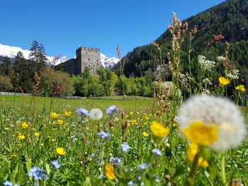 Fresh white flowers in field against clear sky