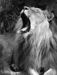 Close-up of horse yawning