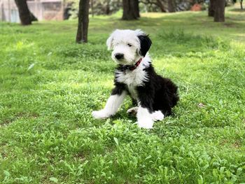 Dog sitting on grass in field