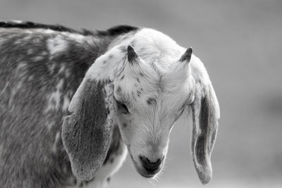 Close-up of a baby goat in black and white 