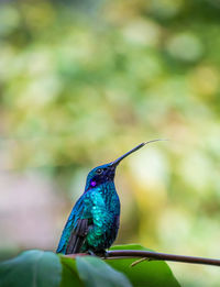 Close-up of a bird perching