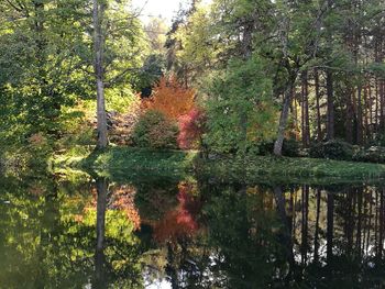 Reflection of trees in lake during autumn