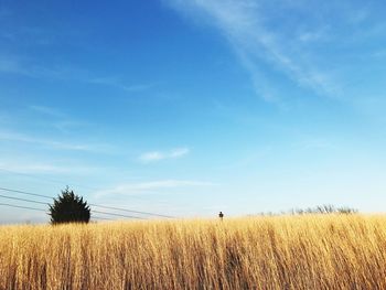 Scenic view of field against blue sky