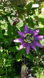 Close-up of purple flower