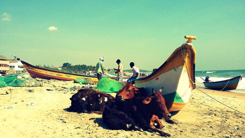 Cows resting at beach by fishermen and boats against sky