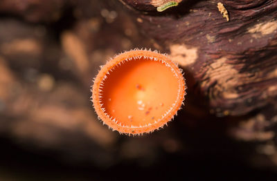 Close-up of mushroom growing on field