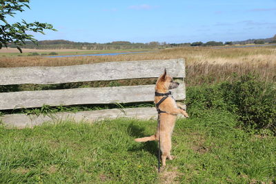 Dog on a field