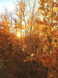 Sun shining through trees