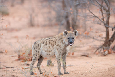 Portrait of lion in the forest