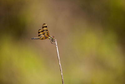 Close-up of dragonfly on plant