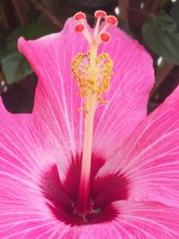 Close-up of pink hibiscus blooming outdoors