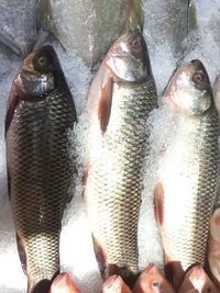 High angle view of fish for sale at market