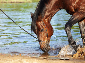 Side view of a horse in lake