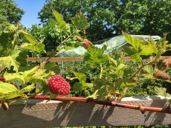 Close-up of fruits growing on plant
