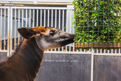 Side view of a dog against fence