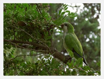 Bird perching on branch