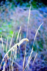 Close-up of spider web on plant