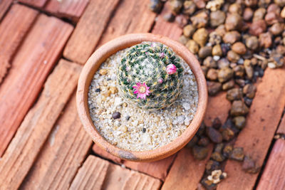 High angle view of plant in bowl