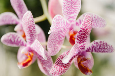 Close-up of pink orchids