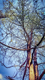 Low angle view of bare tree against sky