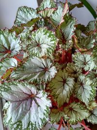 High angle view of flowering plant