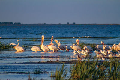 Birds by lake against sky